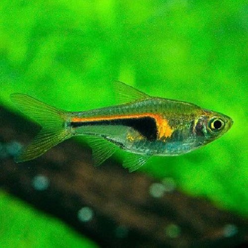 Rasbora hengeli - Glowlight rasbora L